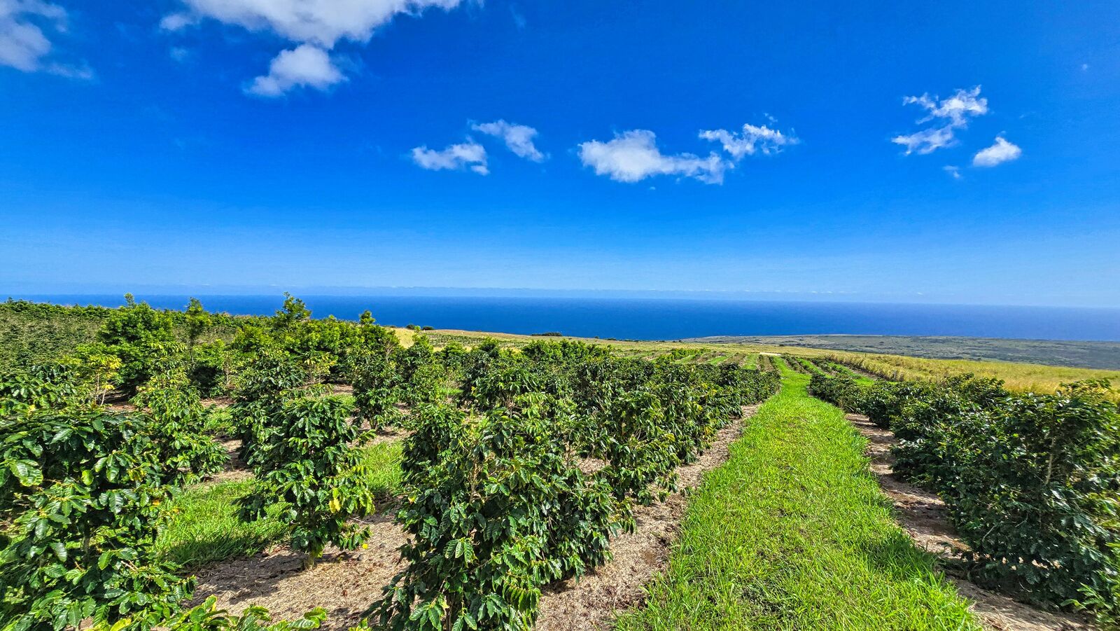 Property Photo:  95-3869 Halemauna Rd  HI 96772 