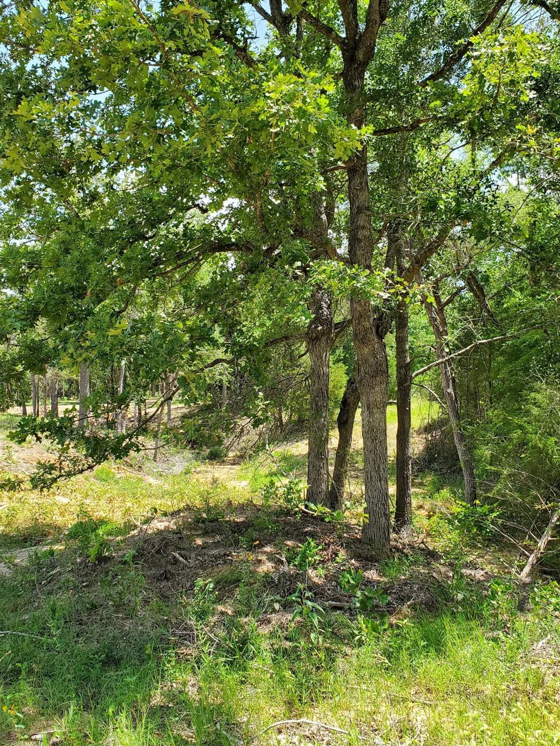 Property Photo:  Lot 21 Cr 389  TX 75846 