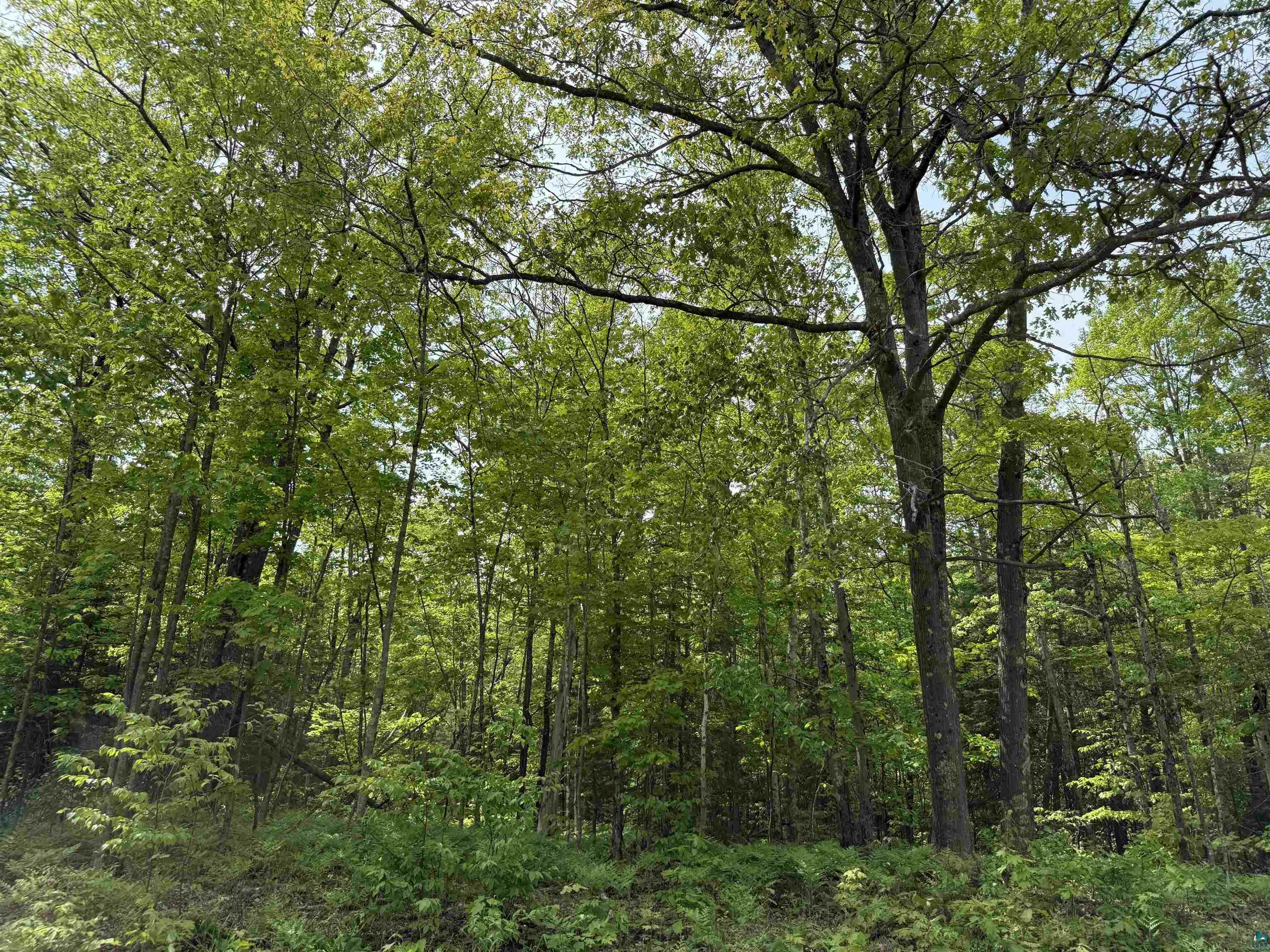 Property Photo: Xxx Clover Cemetary Rd WI 54844