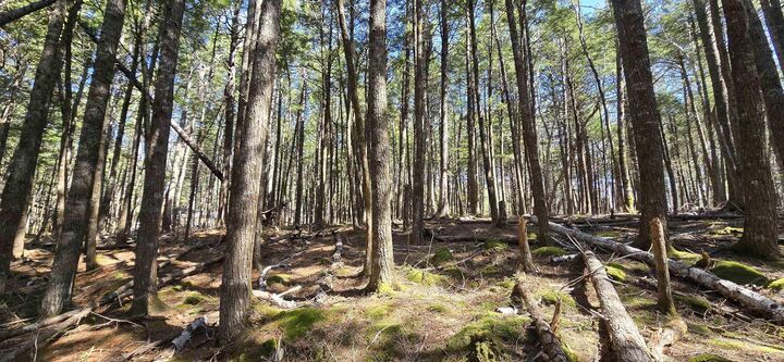 Property Photo:  Lot 3 Beaver Row  NS B0T 1E0 