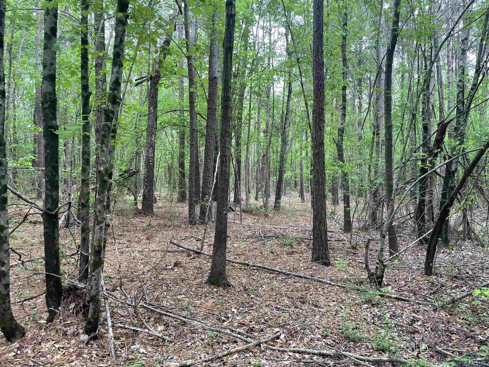 Property Photo:  Tbd Red Oak Rd  TX 75670 