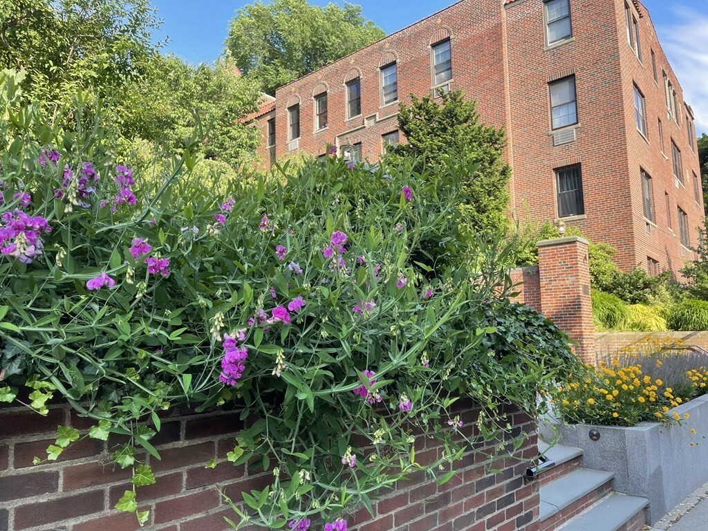 Property Photo: 311 Tappan Street 1 MA 02445