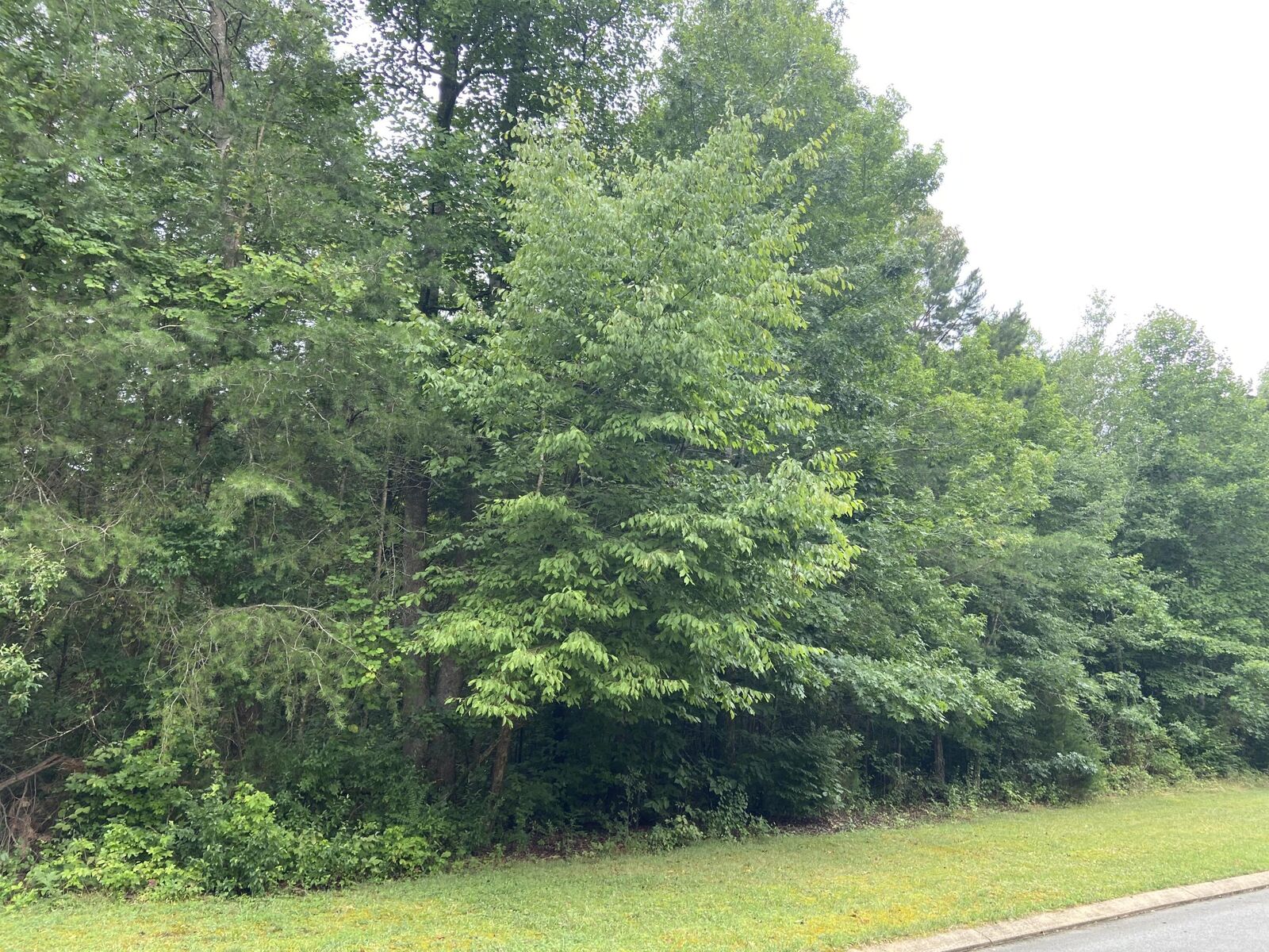 Property Photo: 99 Big Cedar Drive TN 37327