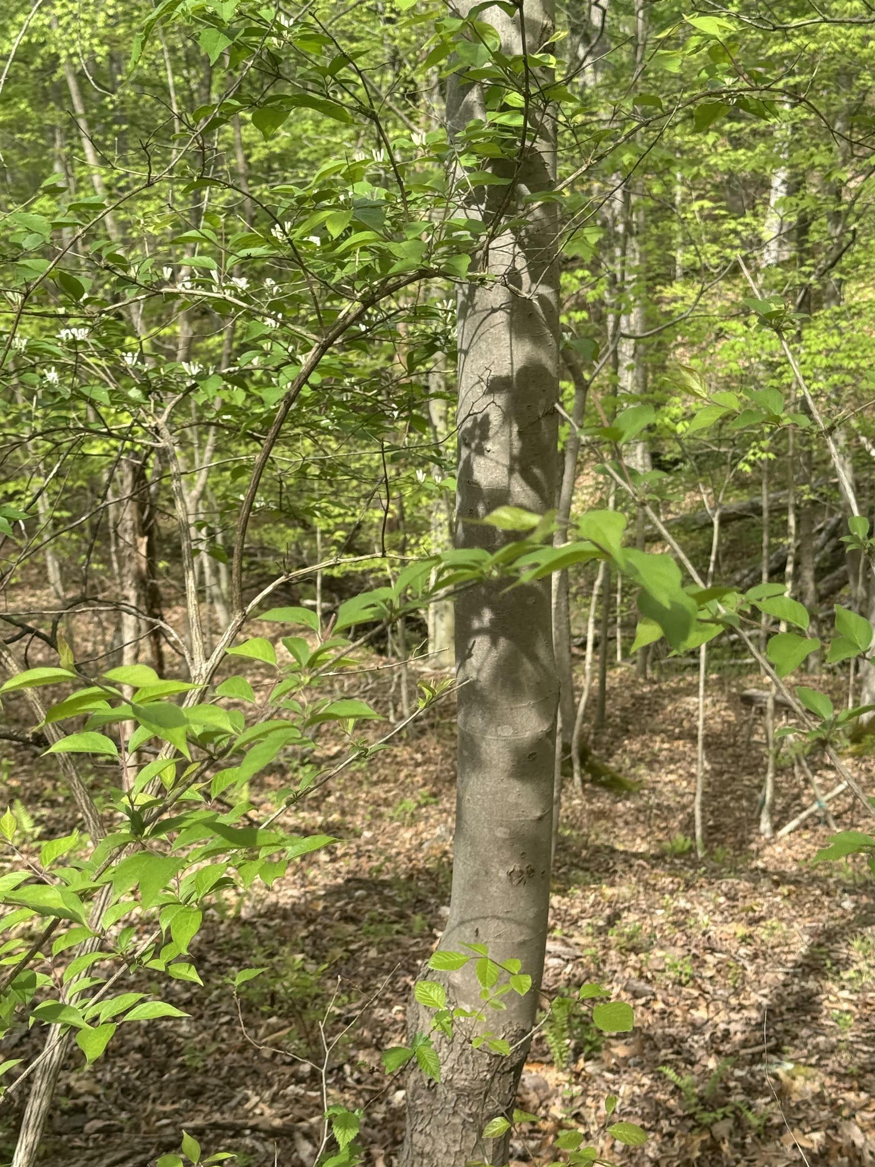 Property Photo: 0 Guyan River Road WV 25702