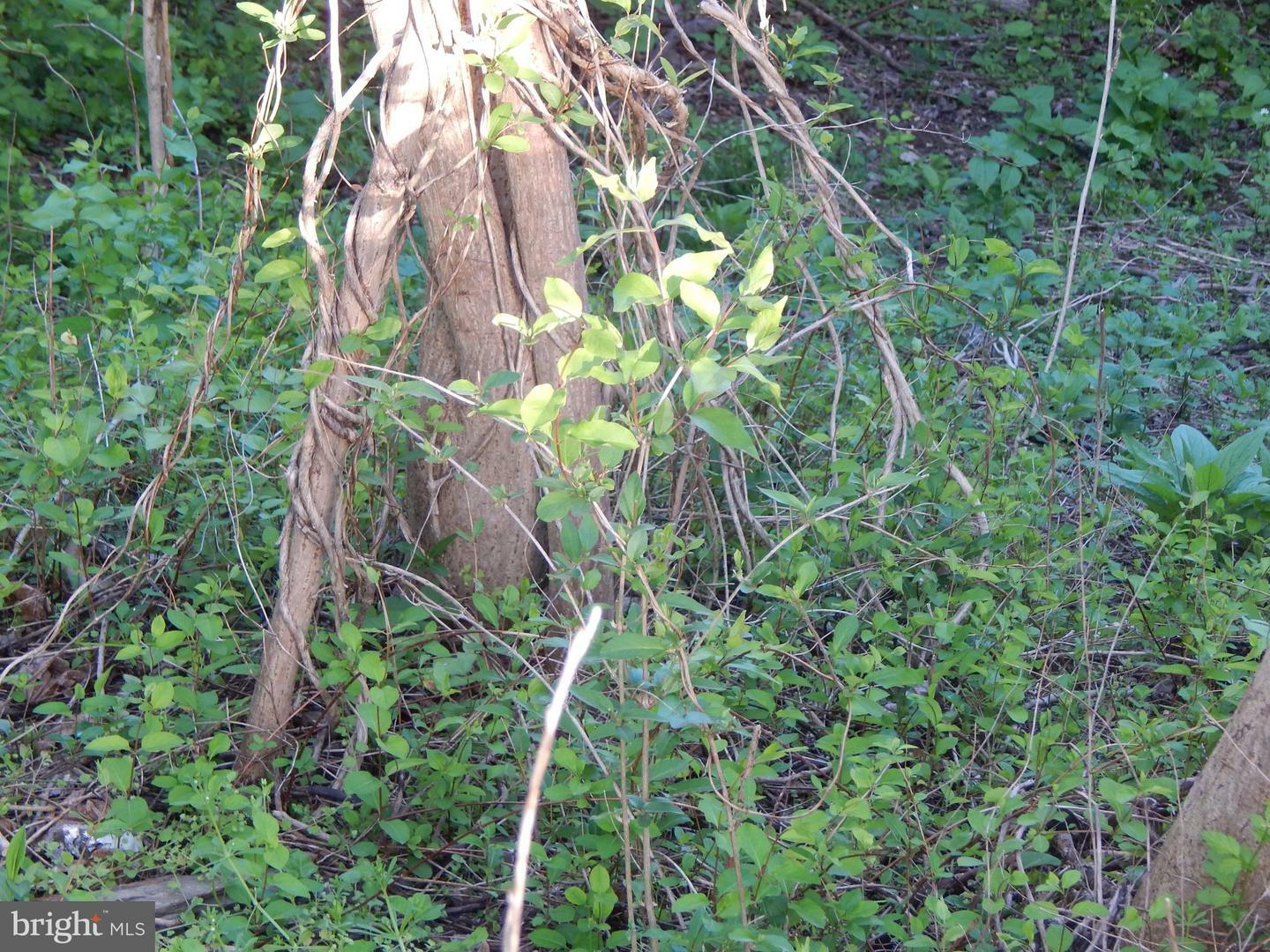 Property Photo: Lot 92 Siebert Street WV 25404