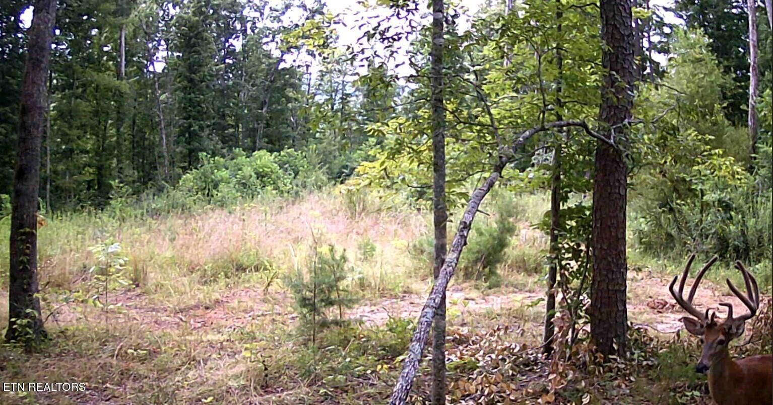 Property Photo:  Junaluska Drive  TN 38556 