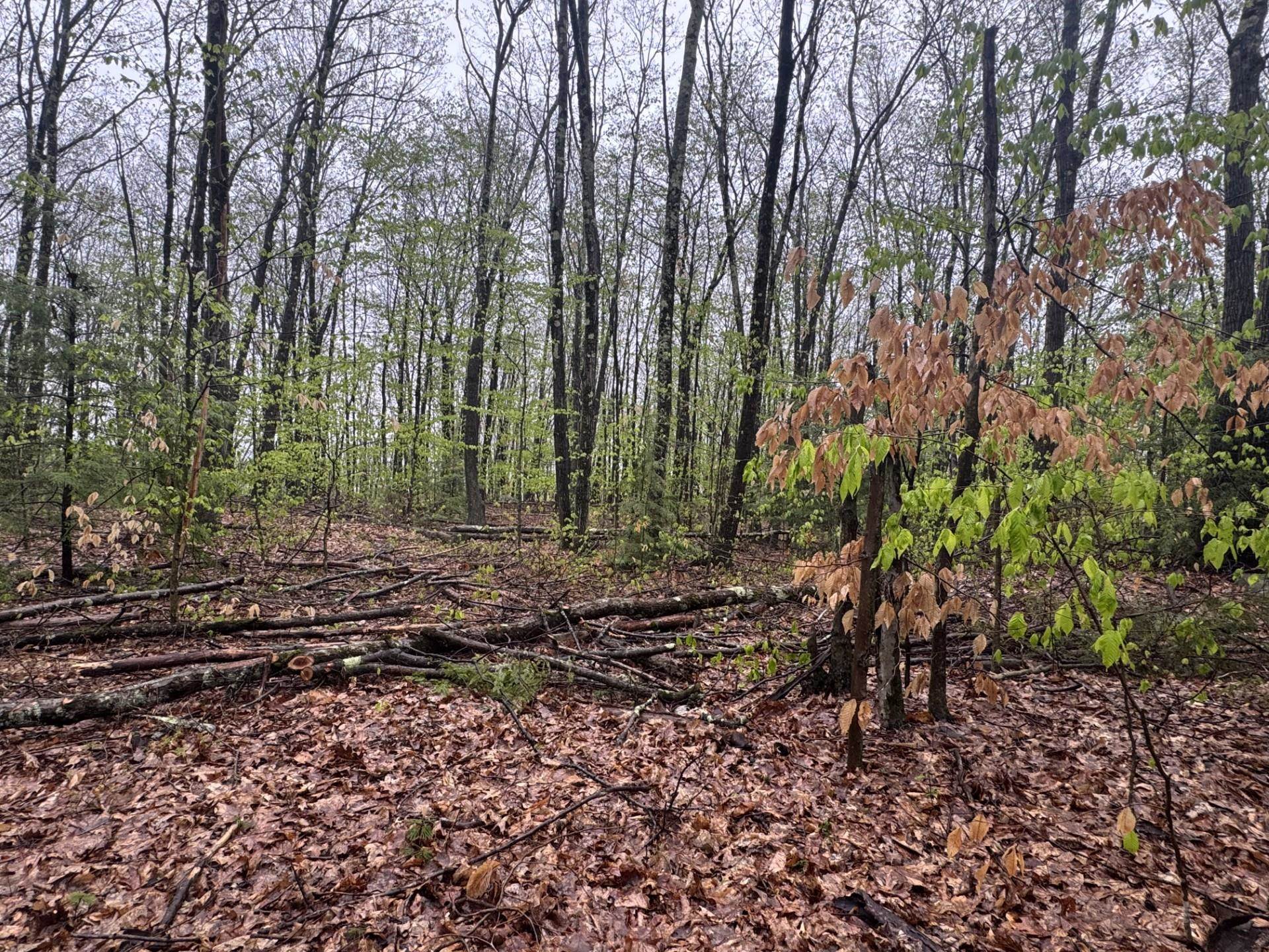 Property Photo:  0 Old Walpole Road  NH 03431 