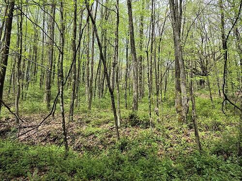 Property Photo: Alaska Mountain Road WV 25976
