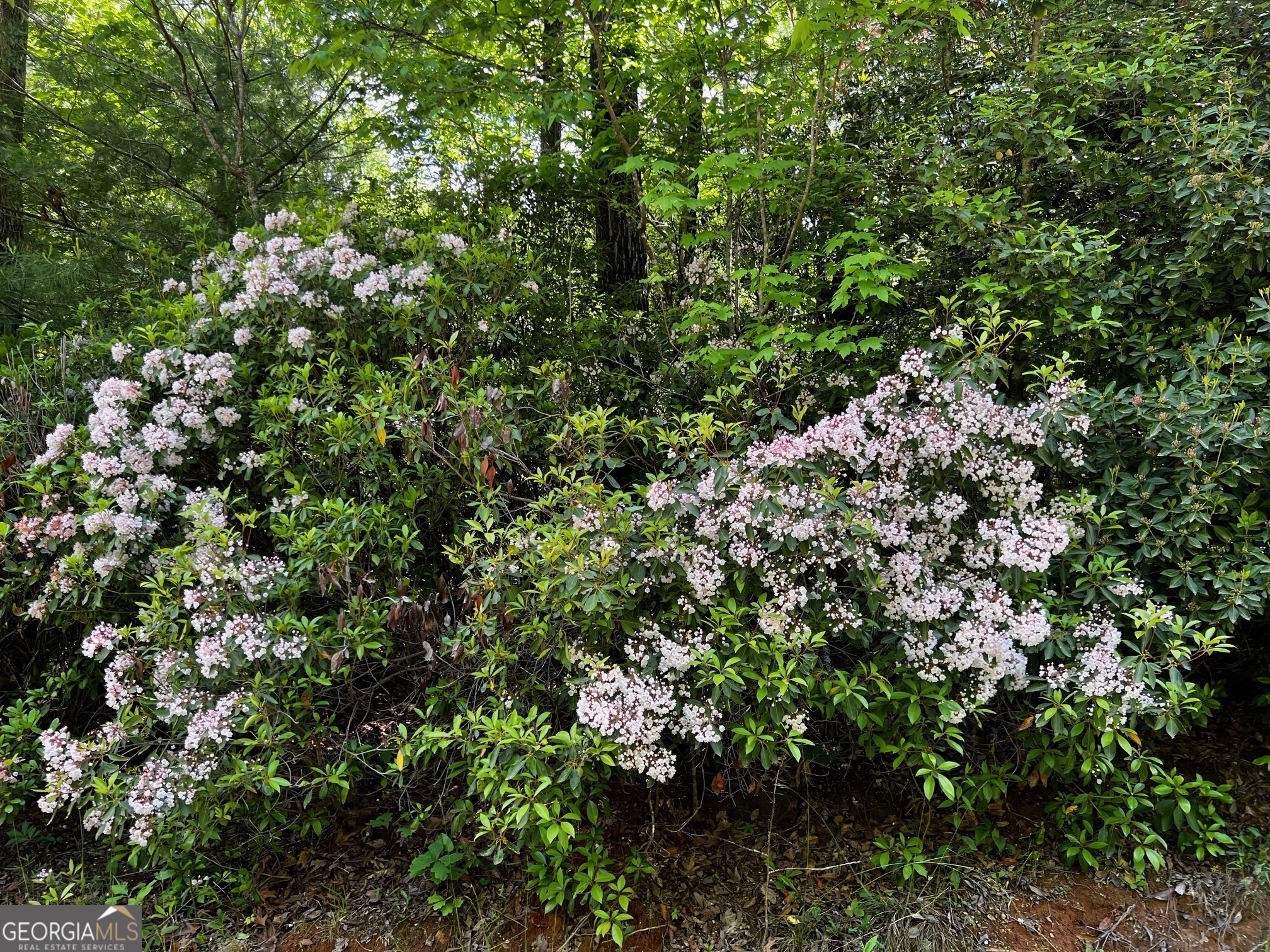 Property Photo:  655 Sweetwater Drive  GA 30523 