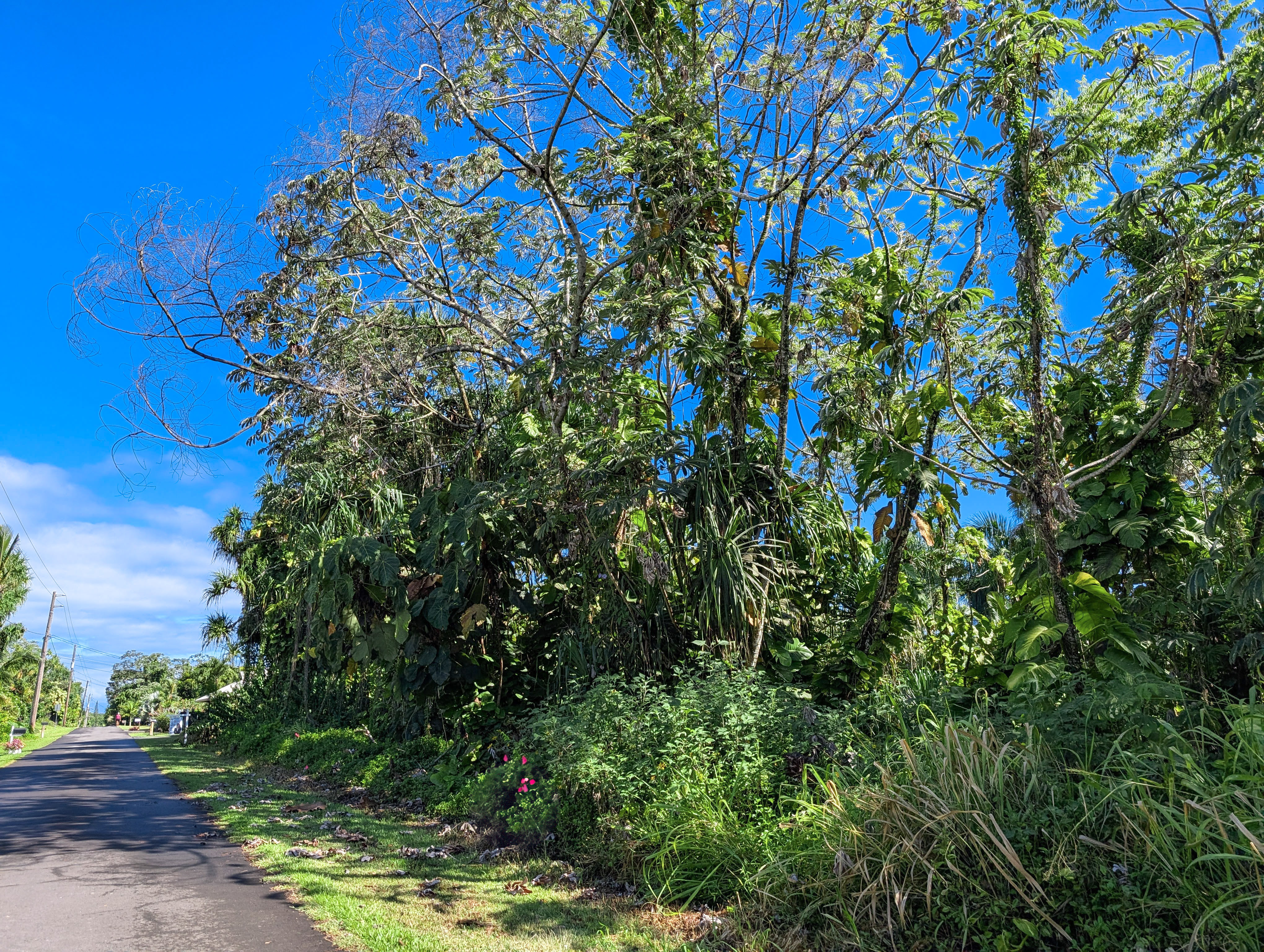15-2793 Papai St  Pahoa HI 96778 photo