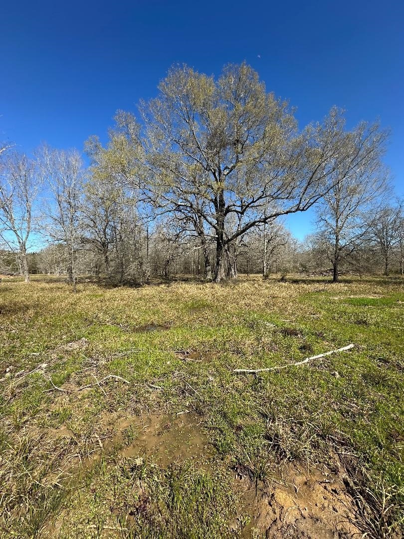 Property Photo: 27663 Hwy. 105 TX 77659