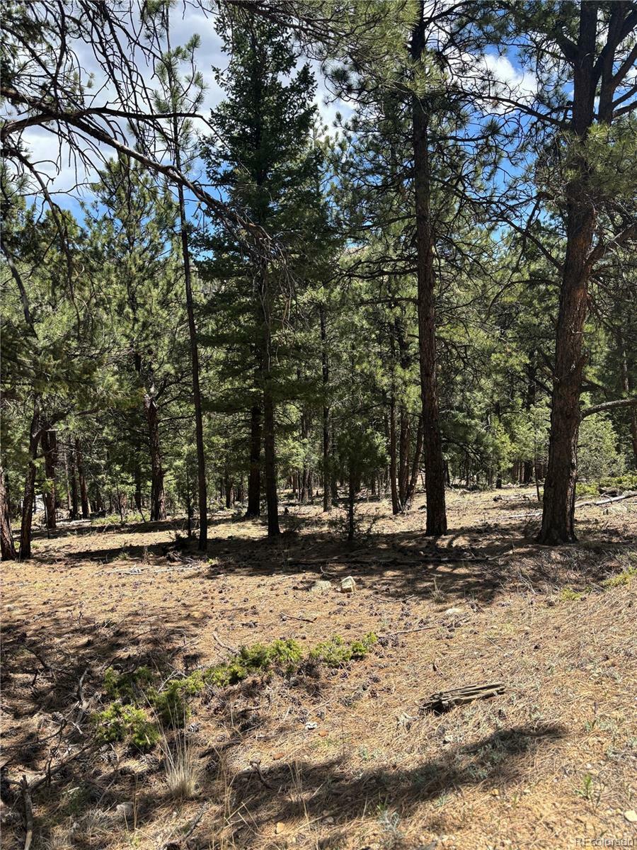 Property Photo: 54 Holmes Gulch Road CO 80421