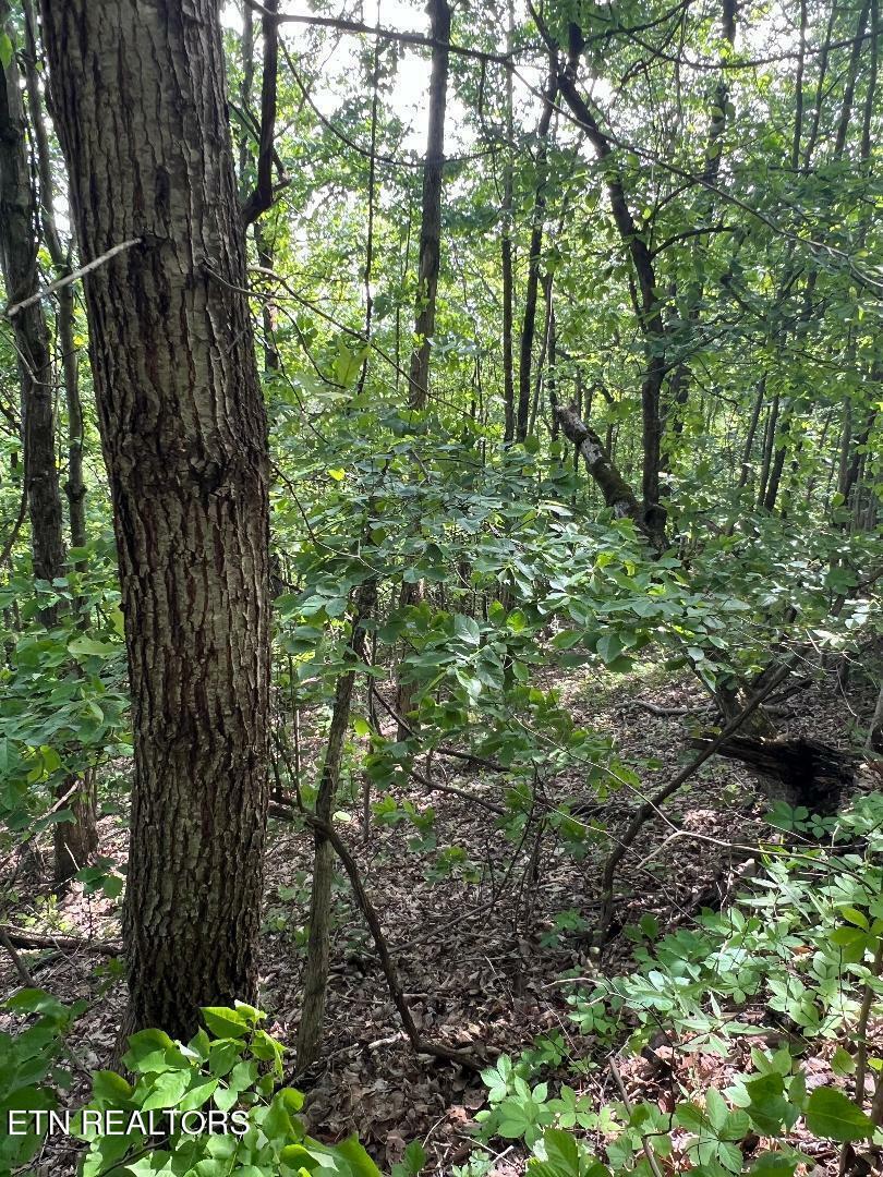 Property Photo: Lt 225 Clinch View Rd TN 37825