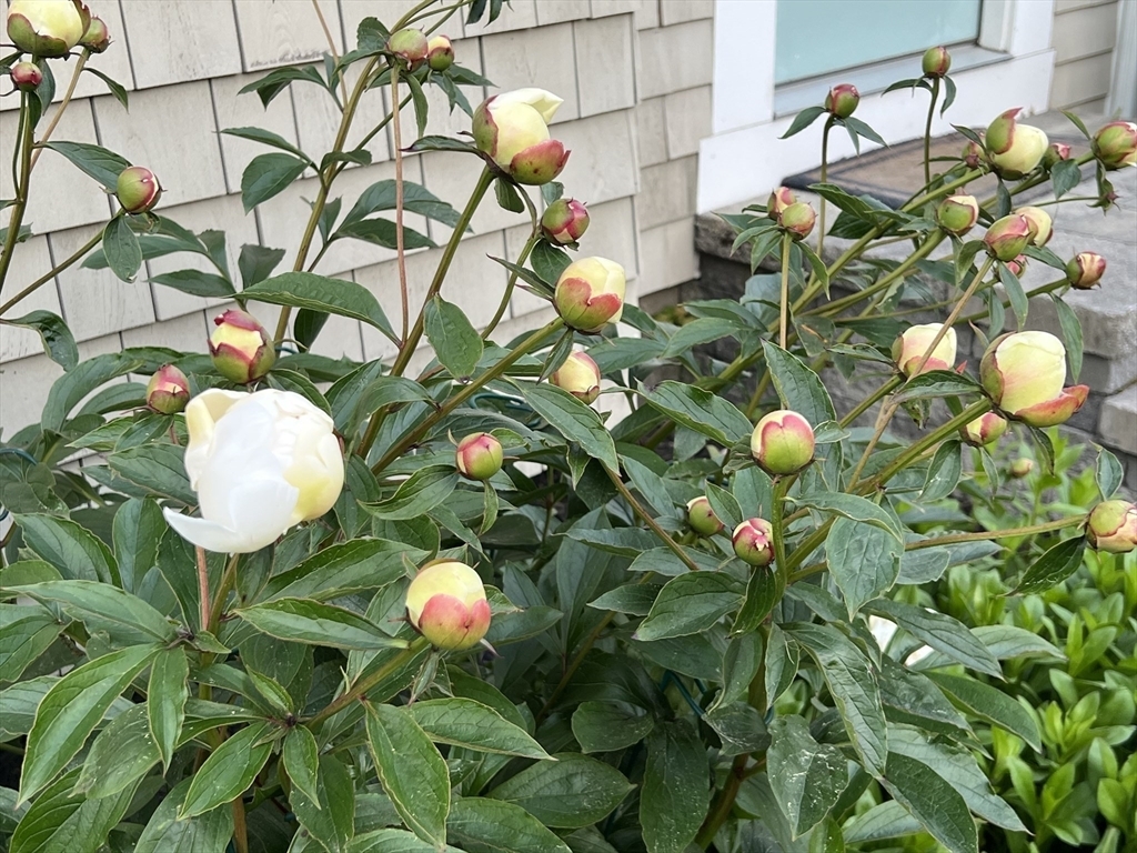 Property Photo: 54 Ocean Avenue MA 02664