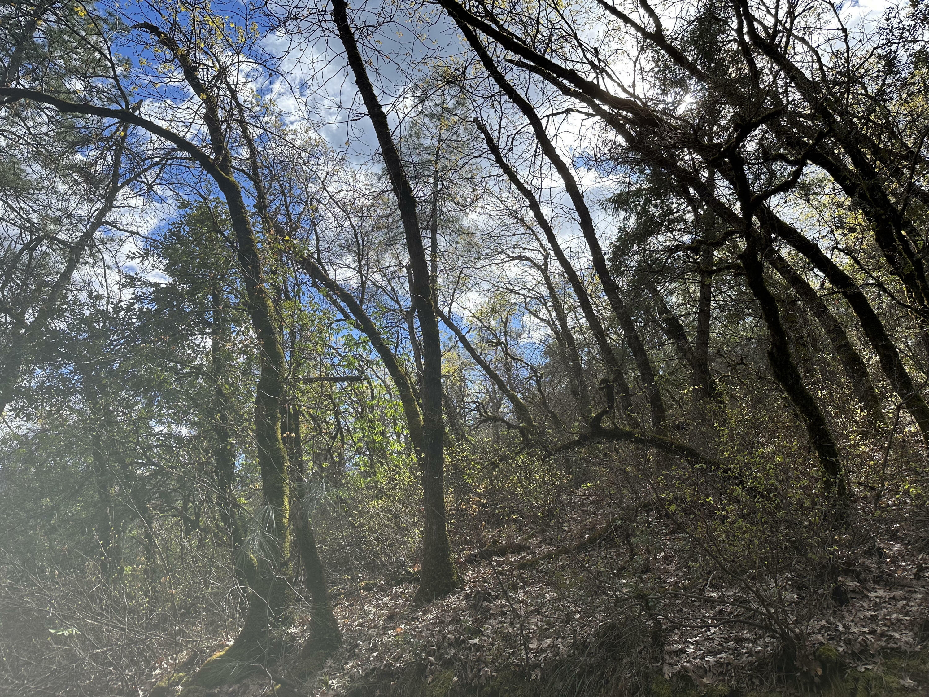 Property Photo: Geo Ln - Lot 16 Avenue CA 96051