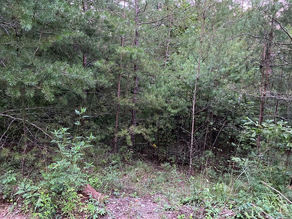 Property Photo:  Lt 46 Whitecliff Drive  GA 30540 
