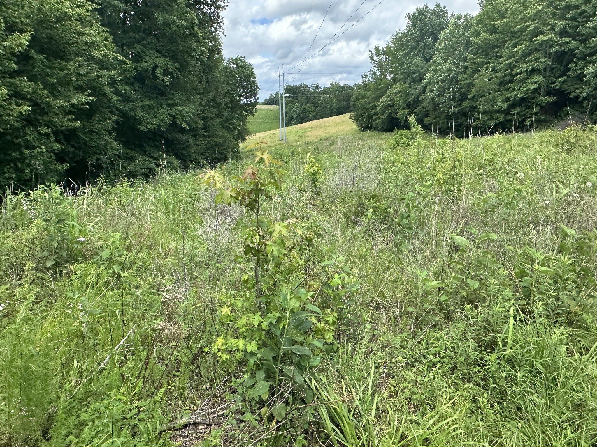 Property Photo: 0 Hardin Loop Rd TN 38486
