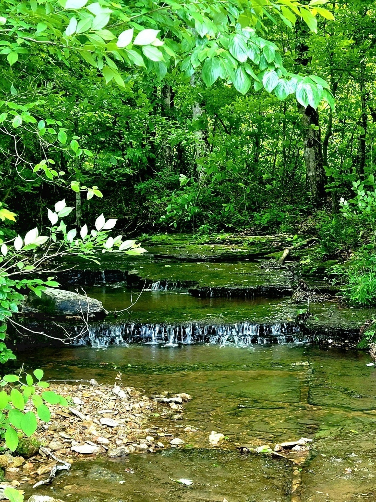 Property Photo: 811 Borum Rd TN 37015