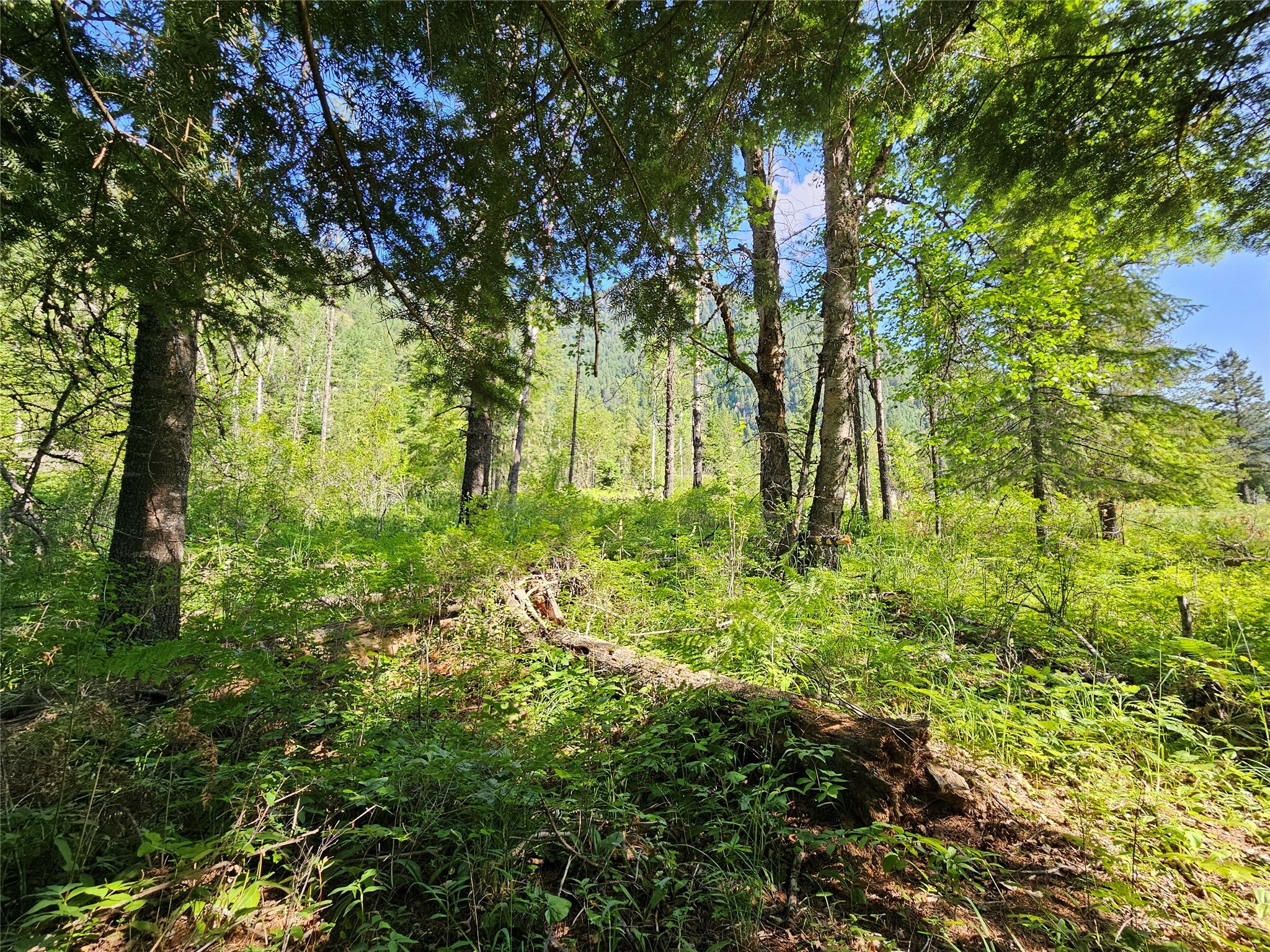 Property Photo: Lot 1 Conifer Lane MT 59853