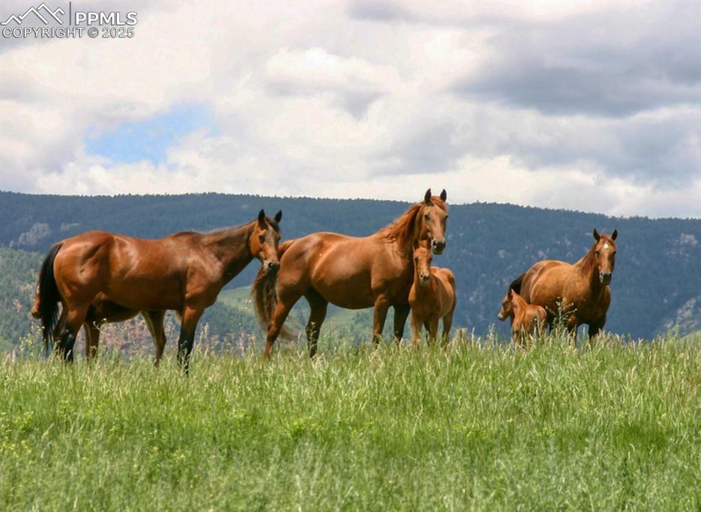 Property Photo: 5812 Remuda Ranch Parkway CO 80118