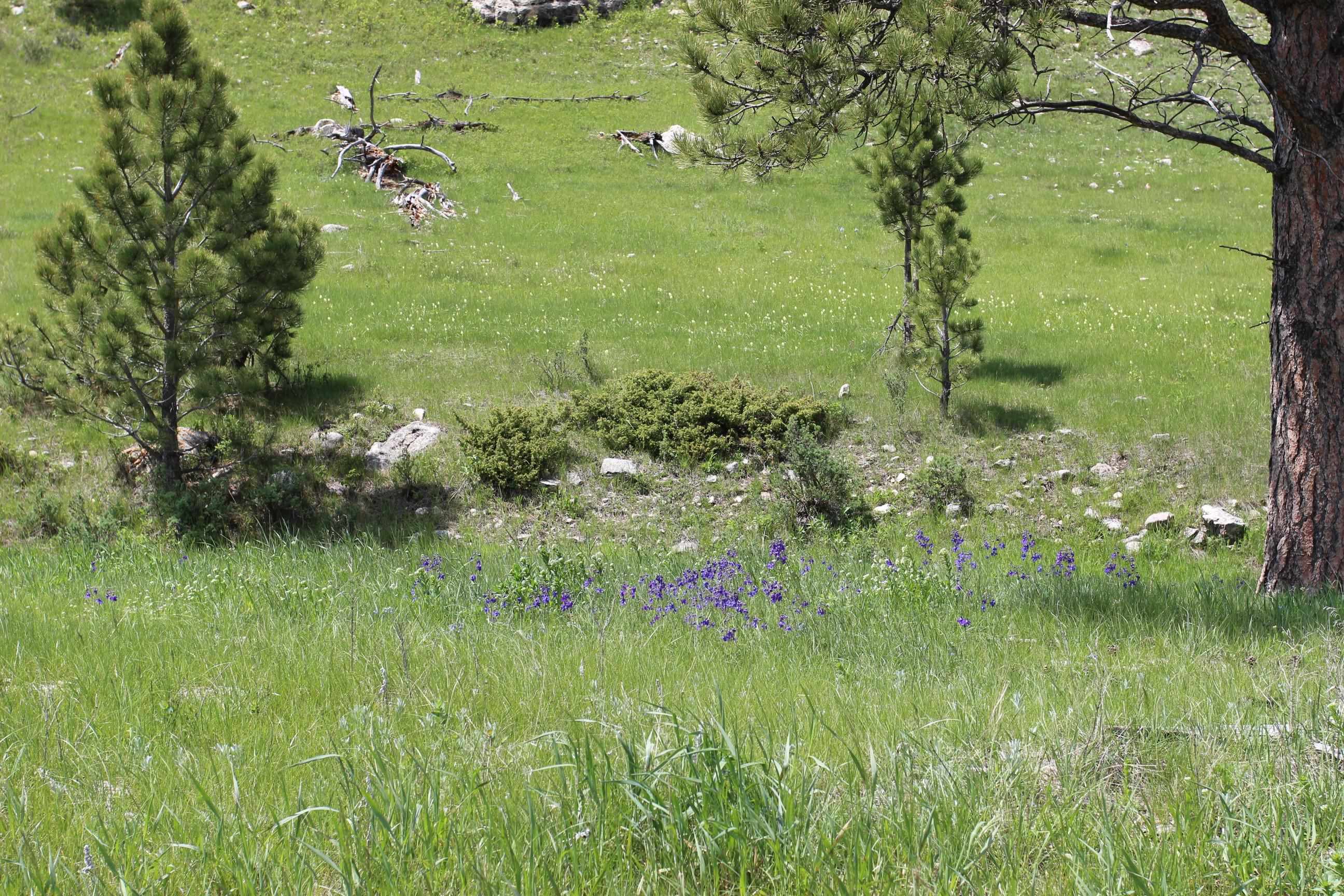 Property Photo: 65.49 Acres Custer Limestone Road SD 57730