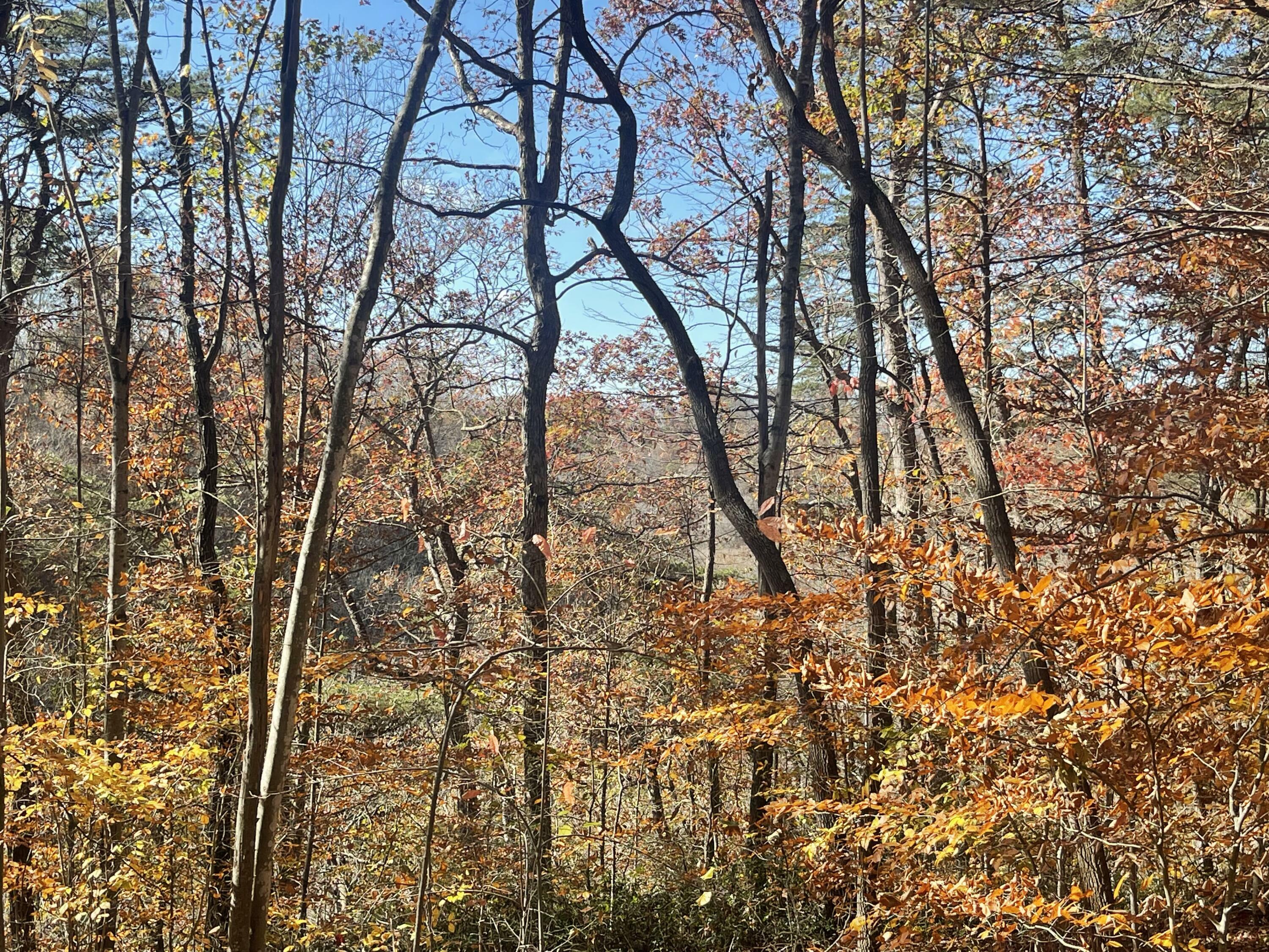 Property Photo: Lot 193 Stillwater KY 42642