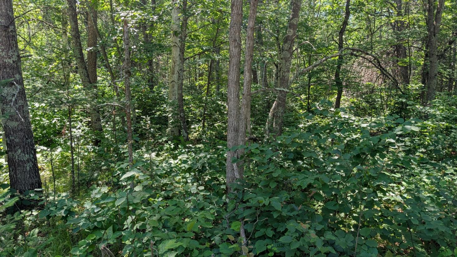Property Photo: Tbd 22nd Street SW MN 56474