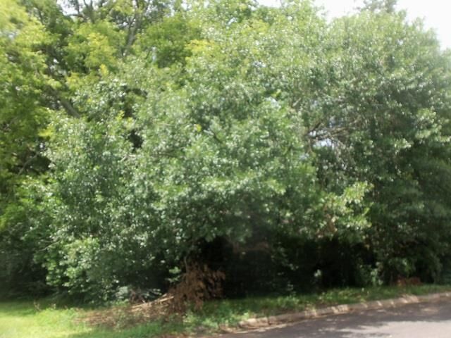Property Photo: 3411 Larkspur Lane TX 75662-2738