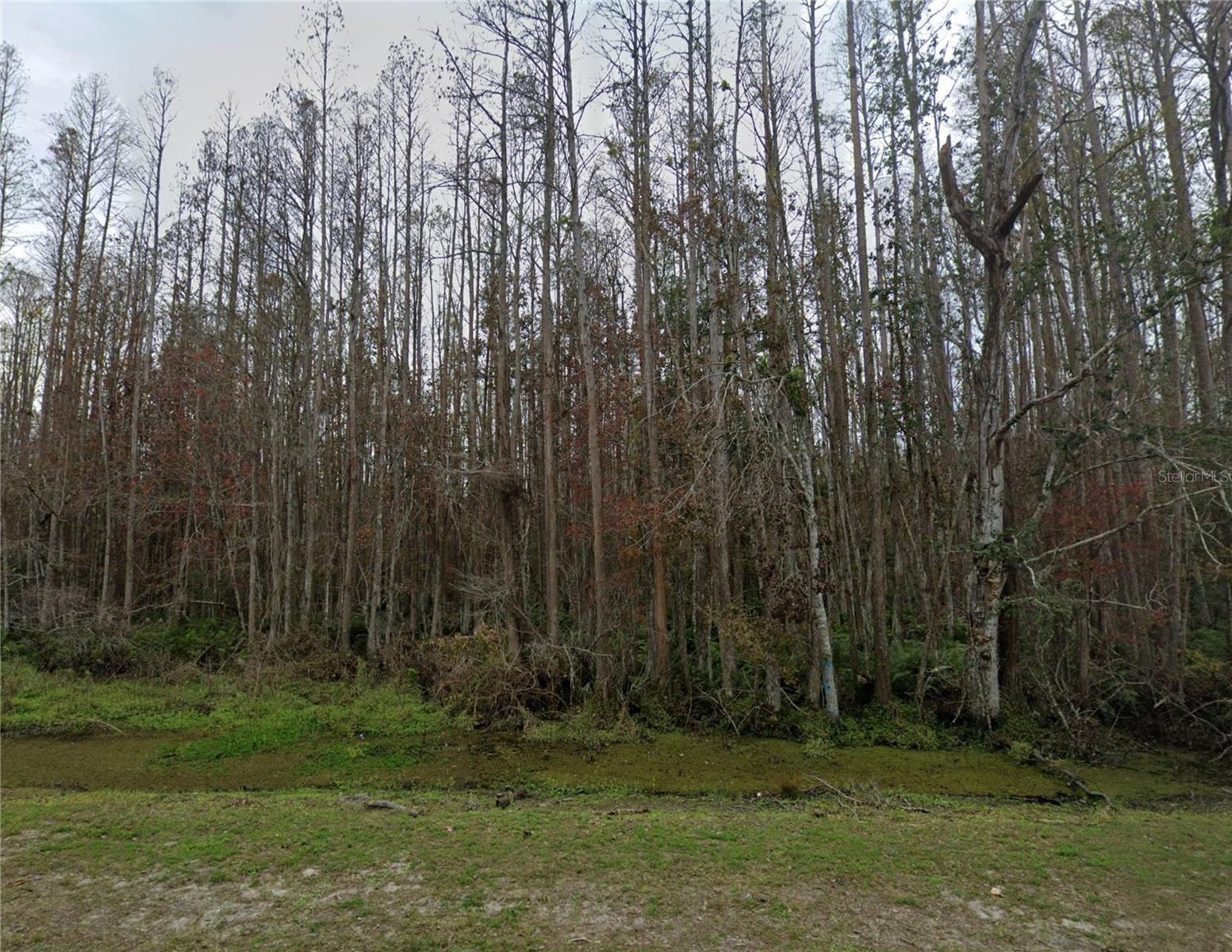Property Photo:  Ranch Road  FL 34688 