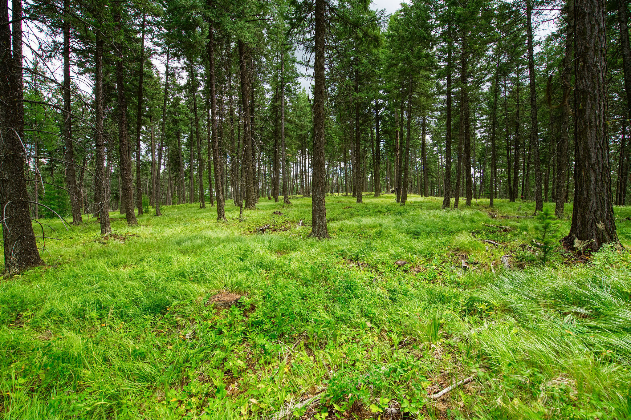 Property Photo: 142 Rosewood Lane Lot 18 MT 59937
