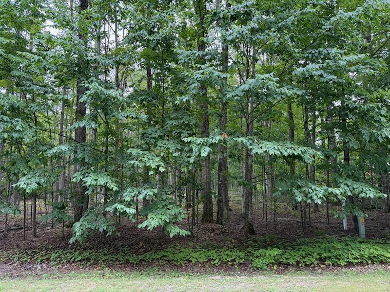 Property Photo: 11175 Hassler Woods Trail MI 49706