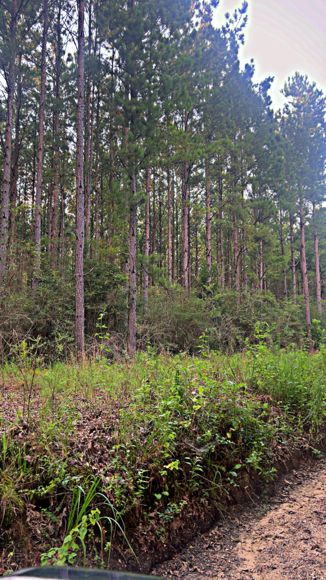 Property Photo: 72 Acres Grimes Road FL 32567