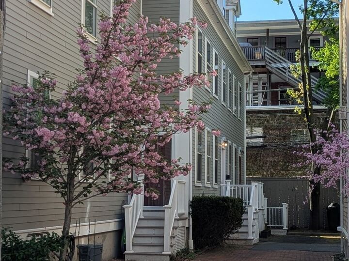 26 White Place 3  Brookline MA 02445 photo