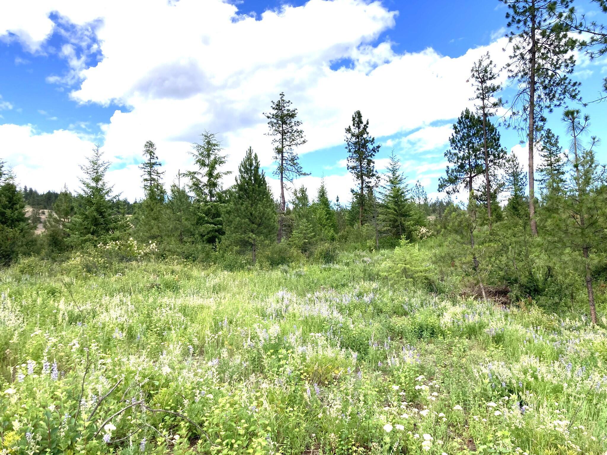 Property Photo: #T Buffy Ln WA 99138