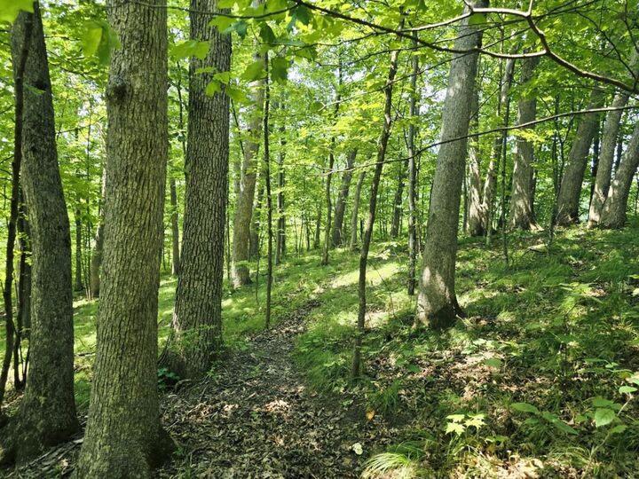 Property Photo:  149 Ac M/L County X  WI 54655 