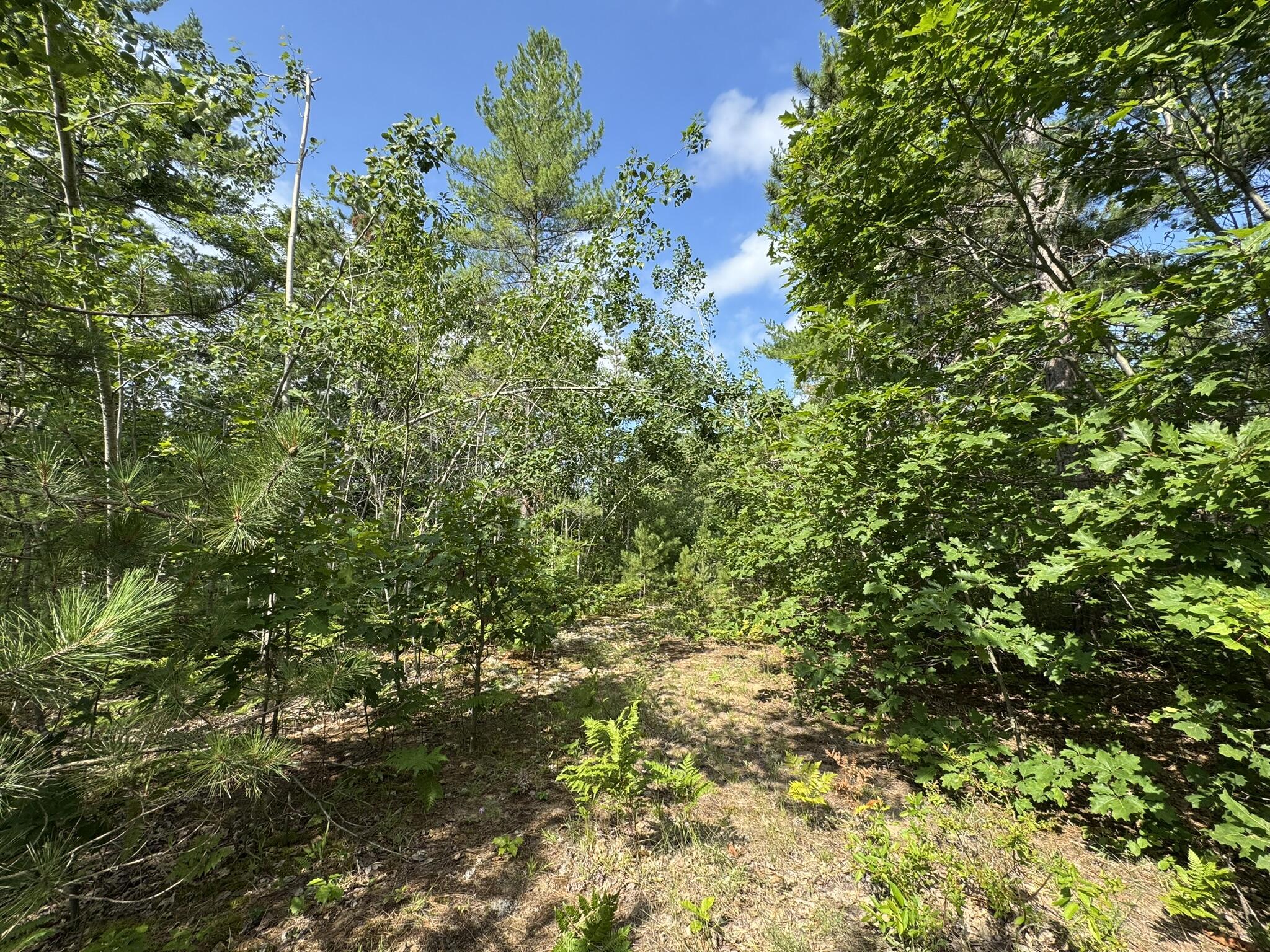 Property Photo: 10320 Upper Mograin Road MI 49721