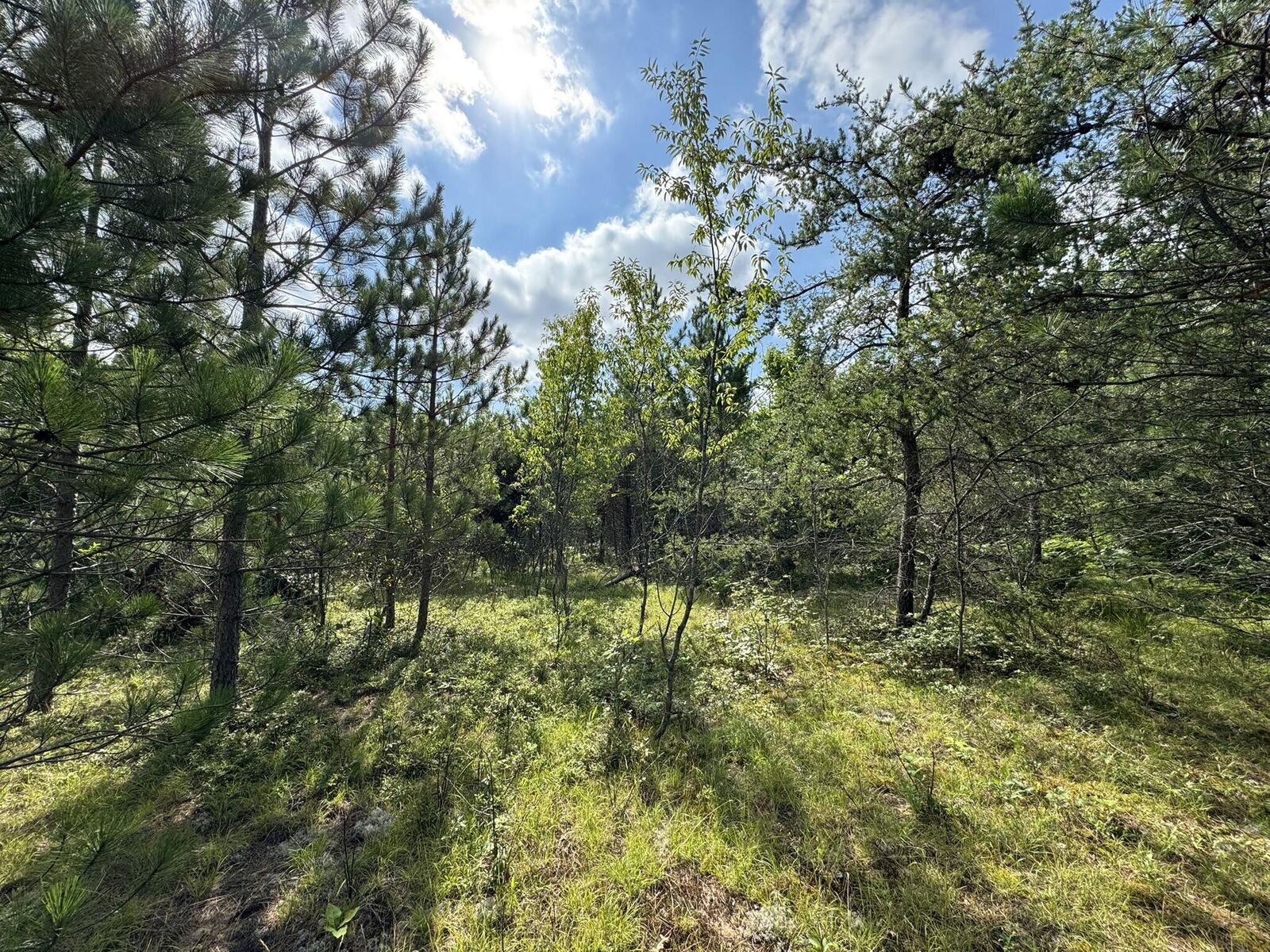 Property Photo: 10320 Upper Mograin Road MI 49721