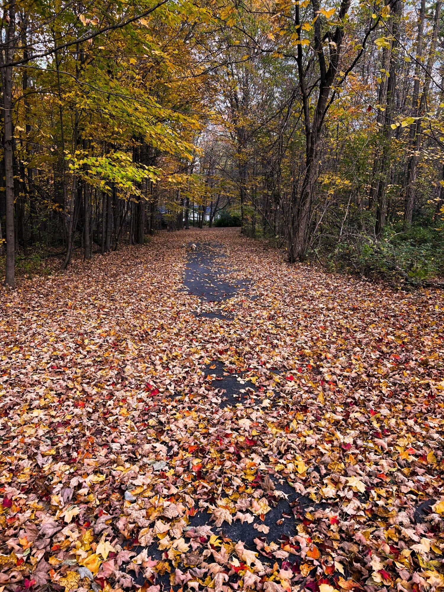 Property Photo: 864 O'Neil Road NY 12992