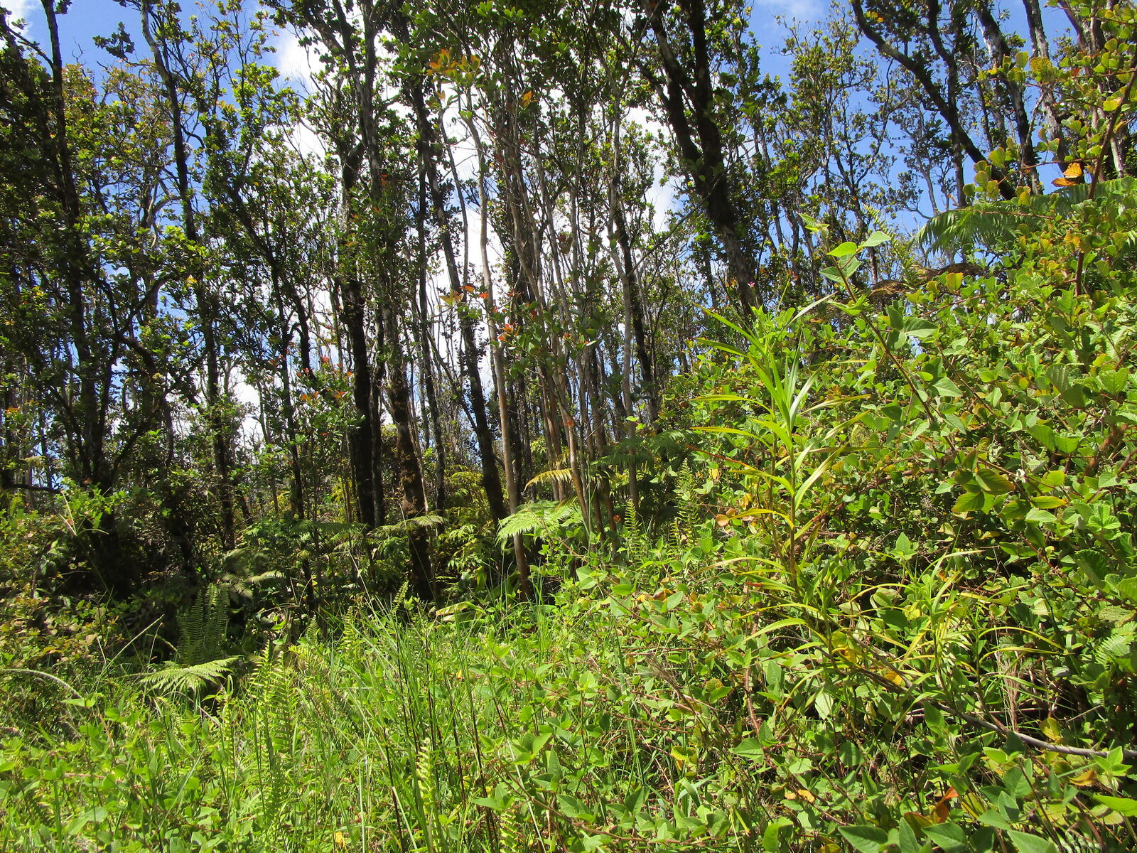 Property Photo: Uluhemalu Rd HI 96785
