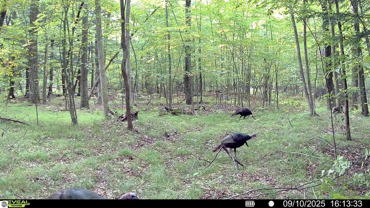 Property Photo: V/L 180th Avenue MI 49346