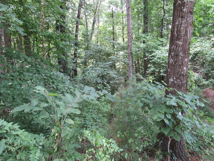 Property Photo: 0 Rollins Ketchum Road GA 30721
