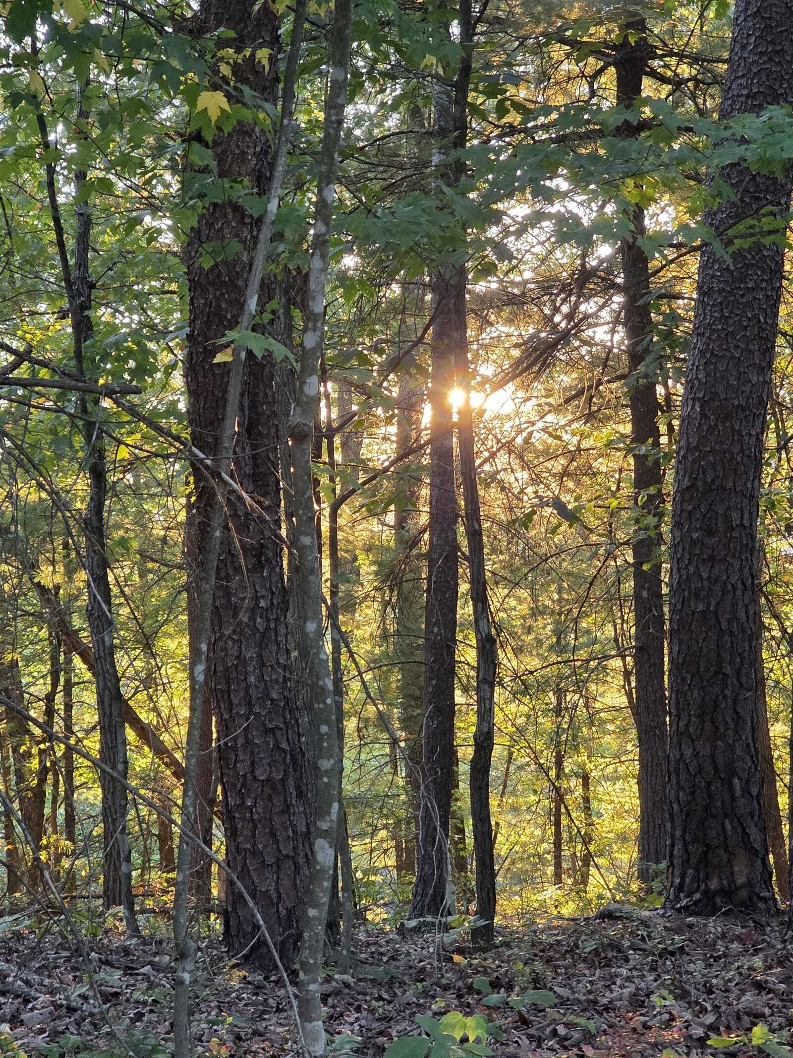 Property Photo:  0 Lerner Ln  VA 22810