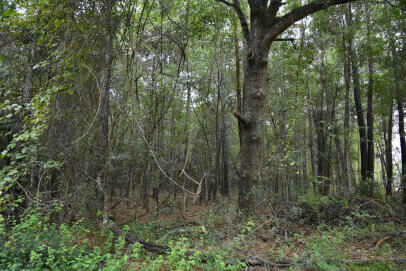 Property Photo:  Lot 14 Tupperware Road  SC 29554 