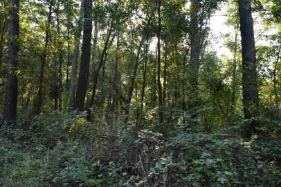 Property Photo:  139 Earnestine Drive  SC 29440 