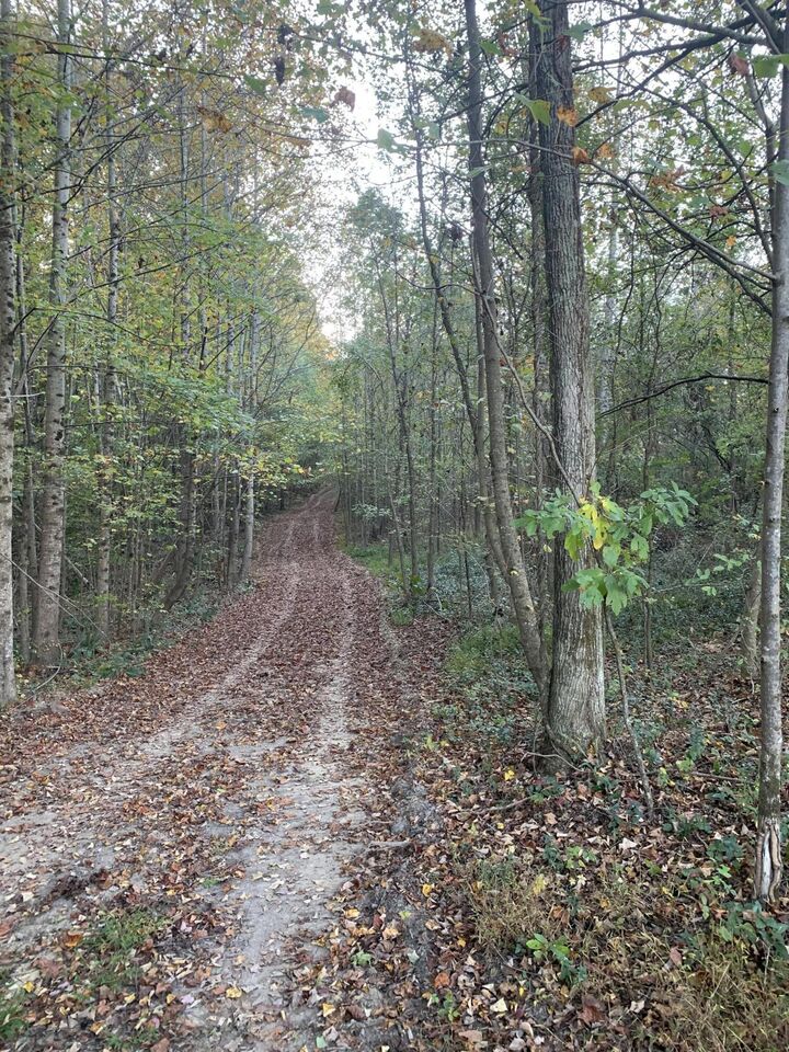 7.72 Ac 660 County Road 724  Bryant AL 35958 photo