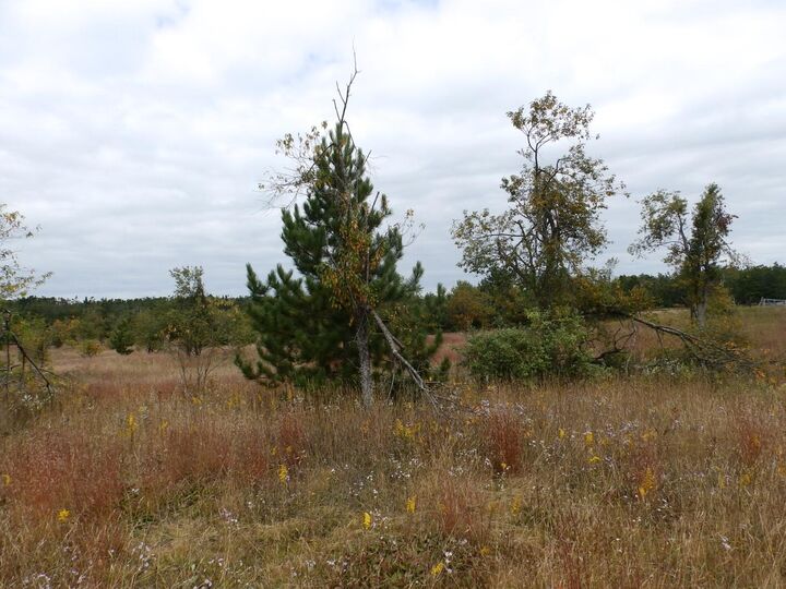 Property Photo: V/L 10ac Finnegan Road MI 49751