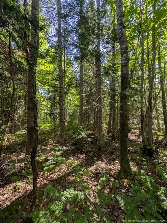 28 Acres Rue Des Fondateurs — photo 1