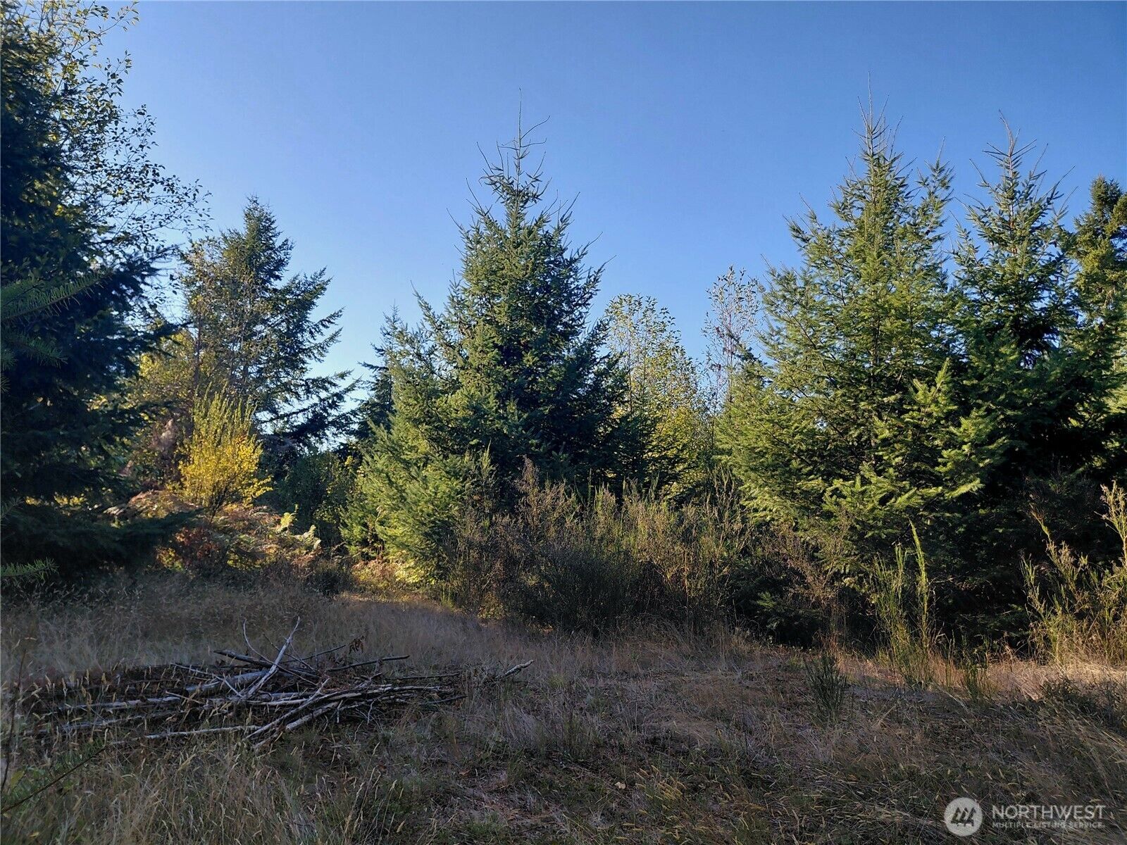 MLS#2441918: 0 Lot 7 Buck Drive, Randle, WA 98377