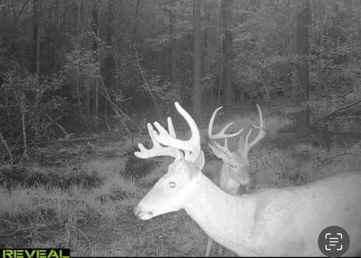 Property Photo: 0 Bastonville Road (Tract 14) GA 30810