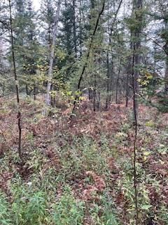 Property Photo:  V/L Lot 23 Blue Springs Trail  MI 49632